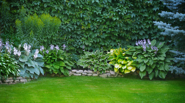 Layered foliage in backyard garden
