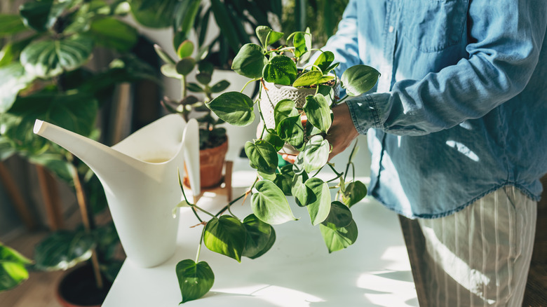 person holding a climbing plant that is trailing without support and a white watering can