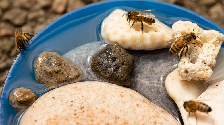 Bees sitting on water station