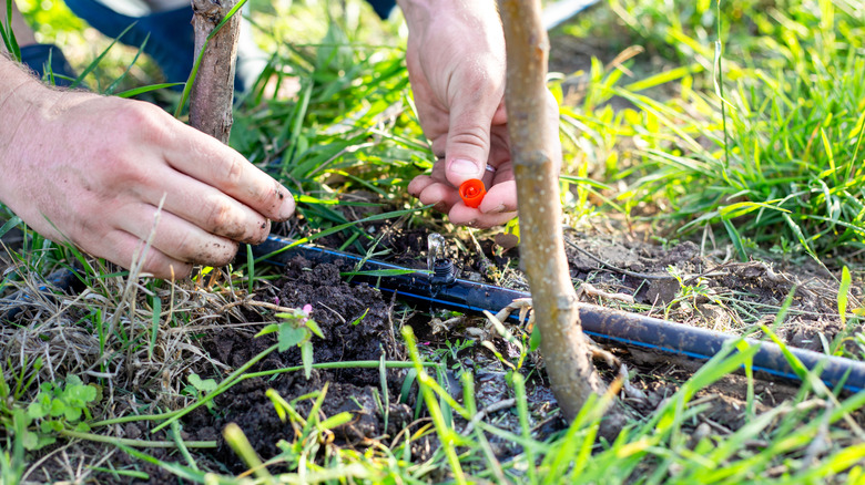 Hands installing a drip irrigation system in the garden