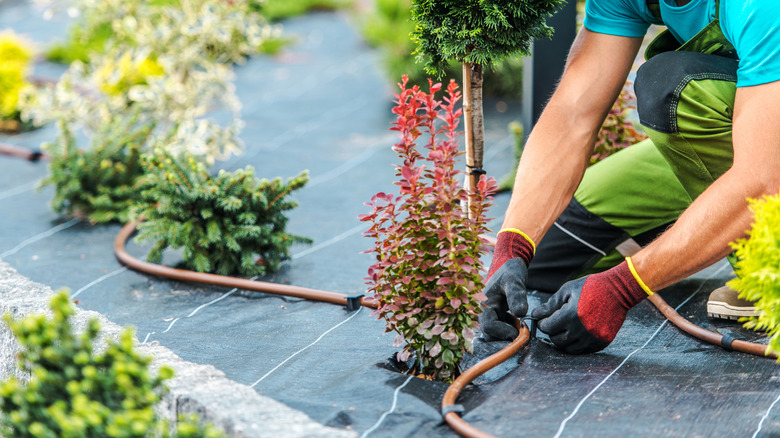 A professional laying down the pipe for a drip irrigation system