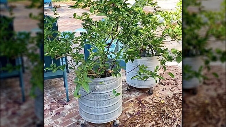 A pair of mop bucket planters with dwarf lime trees growing in them.