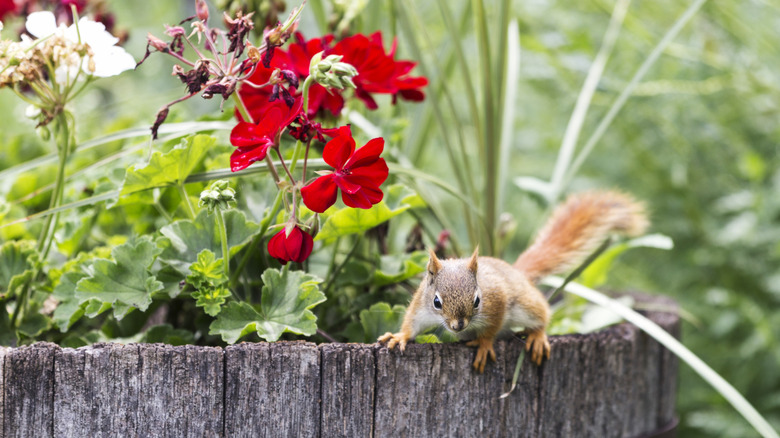 young red squirrel on the edge of a flowerbed