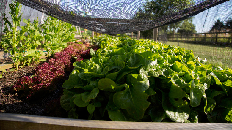 vegetables growing under netting