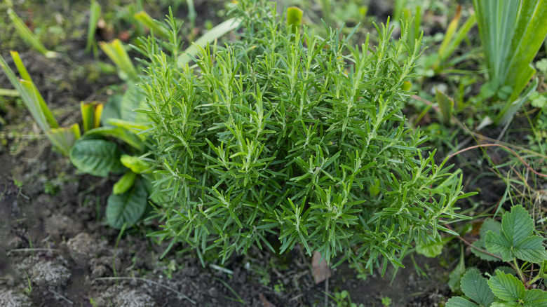 rosemary drowing in garden bed