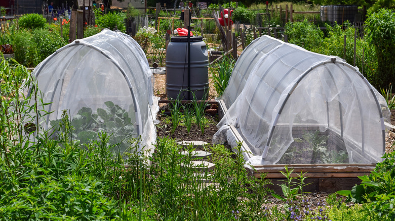 vegetables growing under hoop tunnels