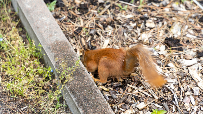 squirrel digging at the edge of a garden bed