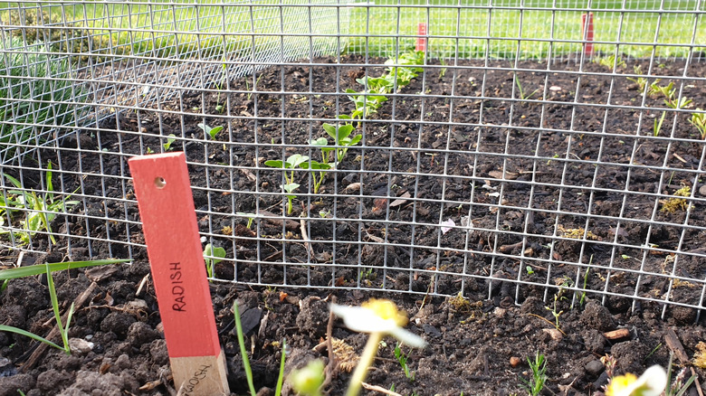radishes growing unfer hardware cloth