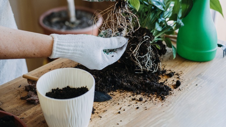 Potting a houseplant