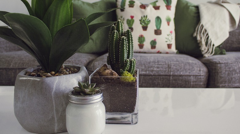 Planters on table