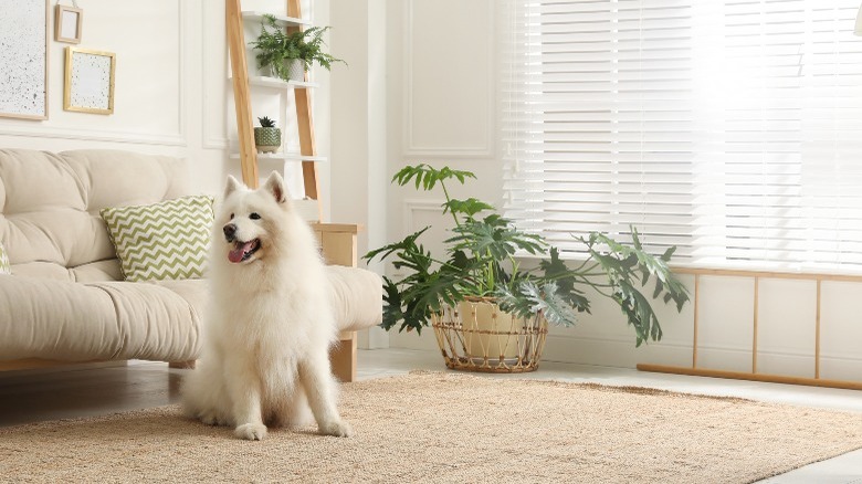 White furry dog in living room