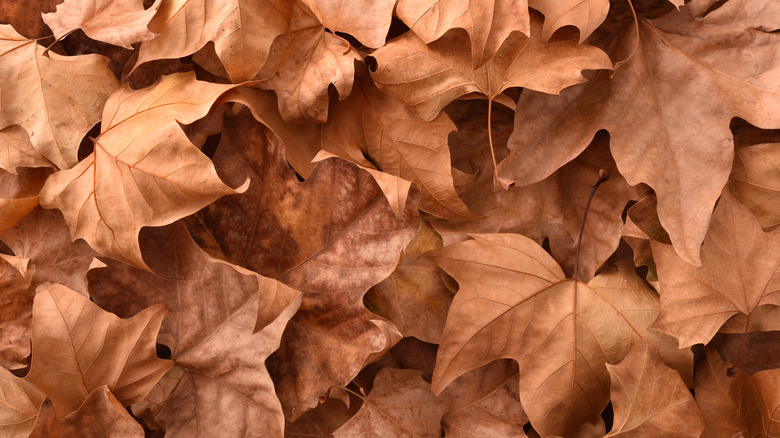 Pile of brown leaves