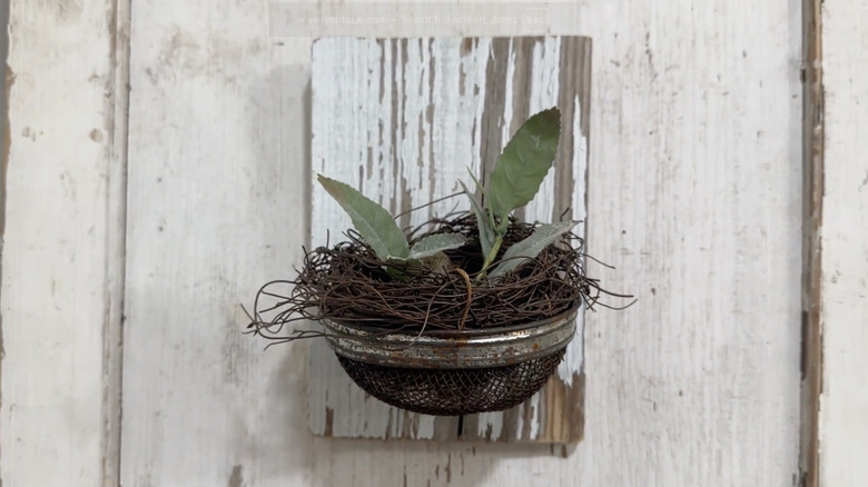 A distressed wooden plank with a metal basket and bird's nest.