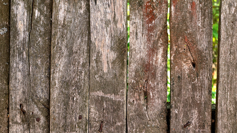 A close up on old wooden fence slats.