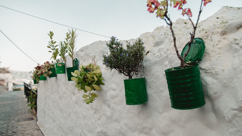 paint cans filled with plants