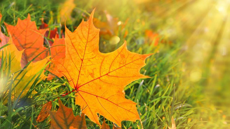 fall leaves on ground