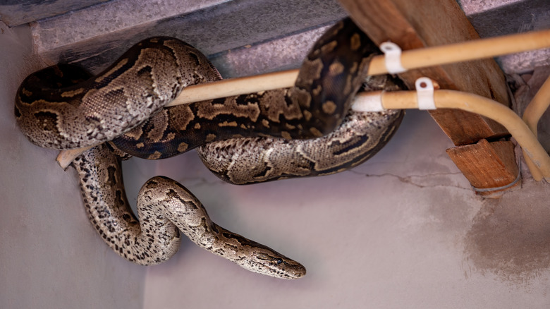 Snake wrapped around plumbing