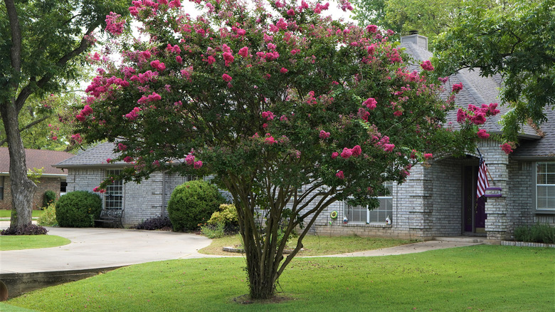 crepe myrtle in bloom