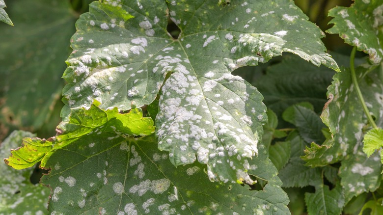 powdery mildew on plant