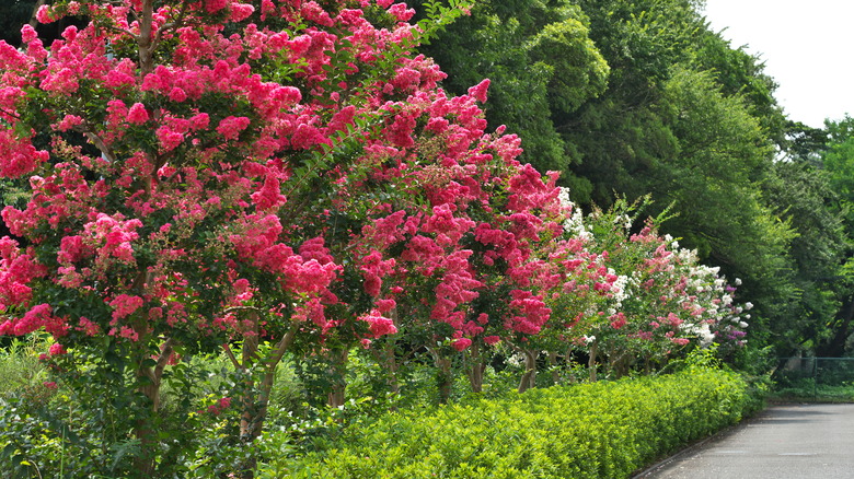 Pink blooming crepe myrtle trees