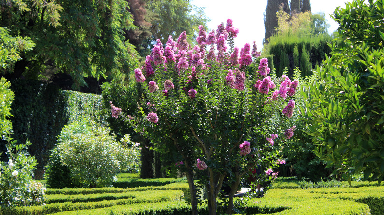 young crepe myrtle in sunny spot