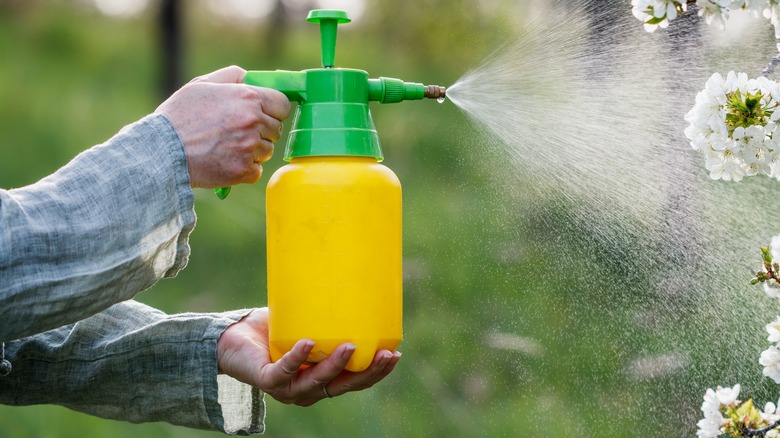 Hands spraying herbicides 