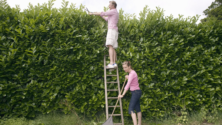 A couple tends to a hedgerow