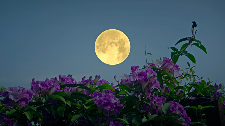 Full moon over purple flowers