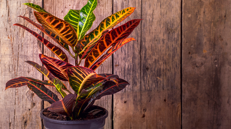 croton plant variety 