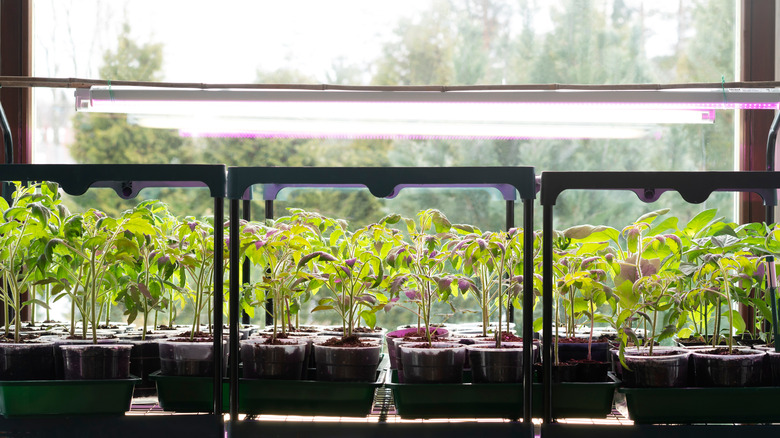 grow light over plants
