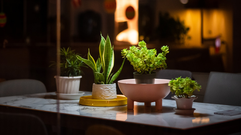 houseplants in dark room
