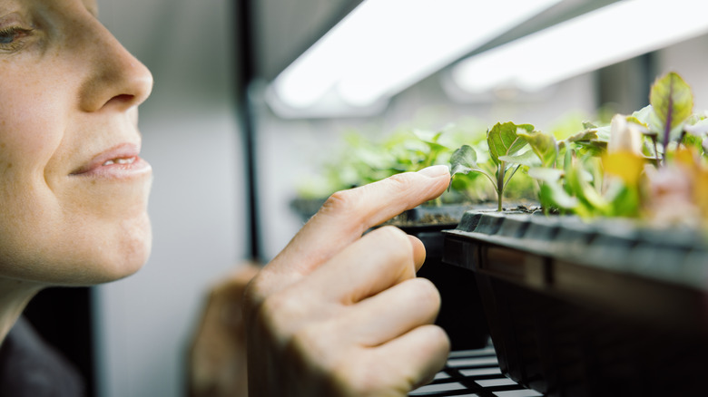 Person checking on plants under grow light