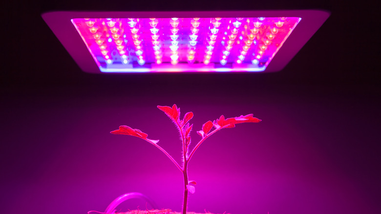 red led grow light