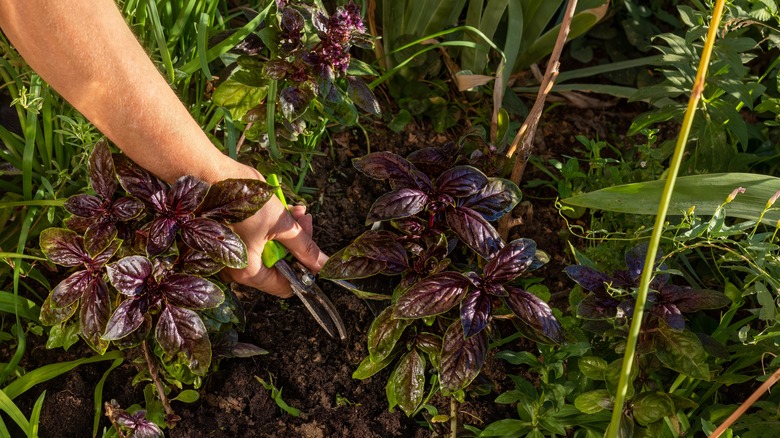 Pruning purple basil in garden