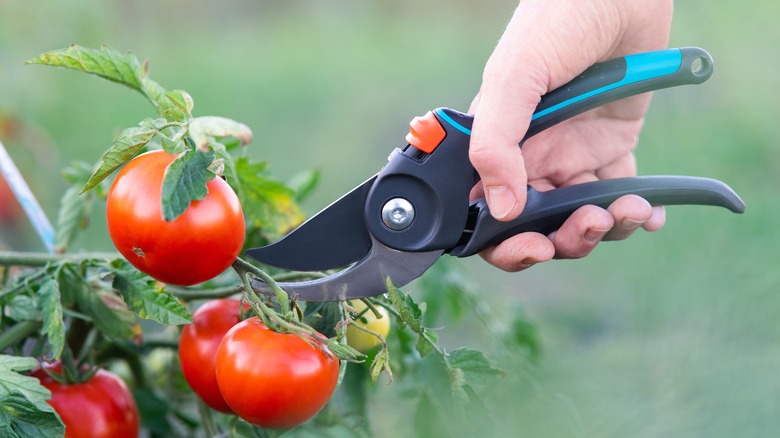 Garden shears clipping tomato