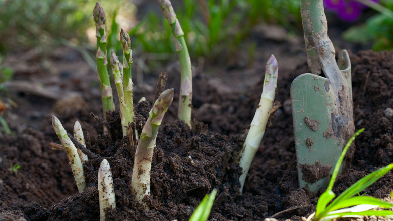 Asparagus grows in a garden.