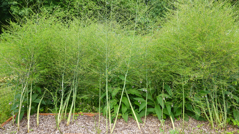 Asparagus thrives in a garden bed.