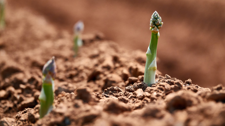 Asparagus spears emerge from the soil.