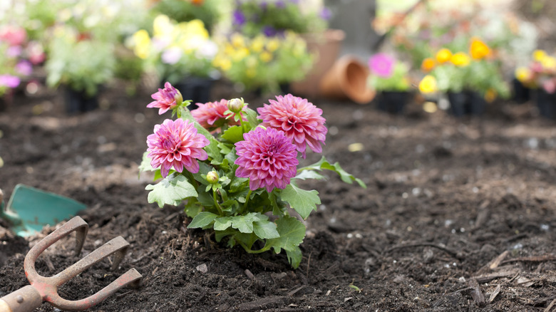 Pink dahlias in soil