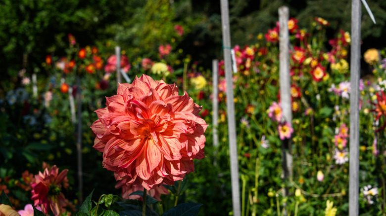 Dahlia flower on wooden stake