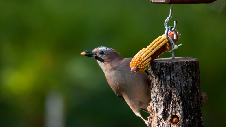 bird eating corn kernel