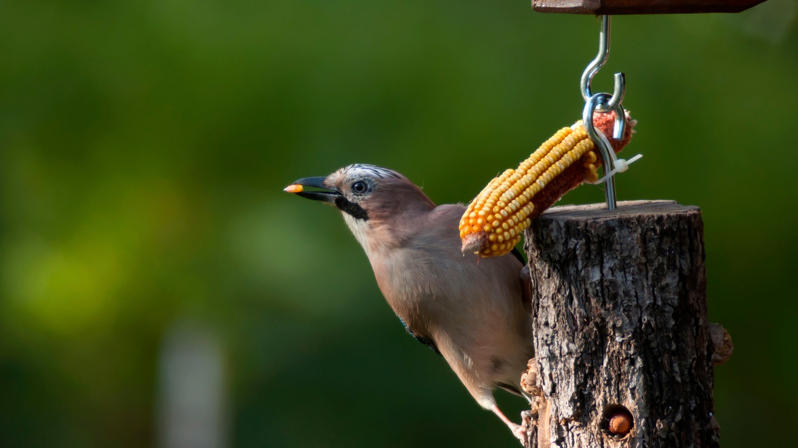 Crucial Things To Consider Before Adding Corn To Your Bird Feeders