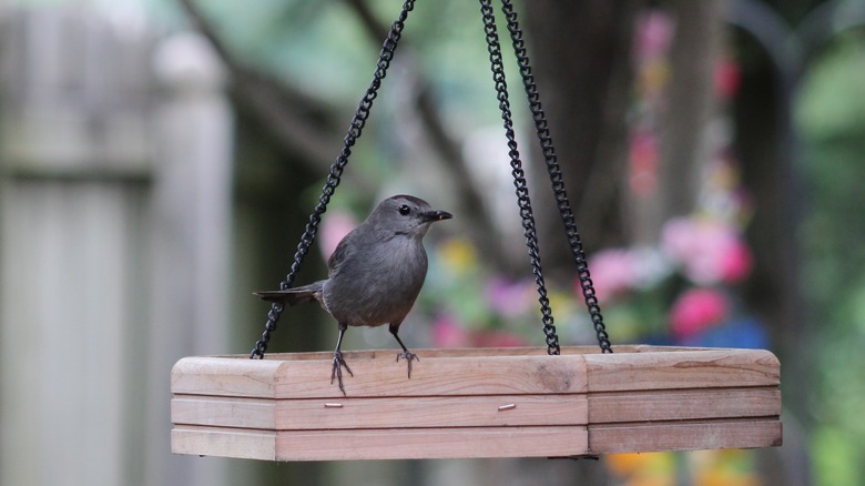 catbird on a feeding tray