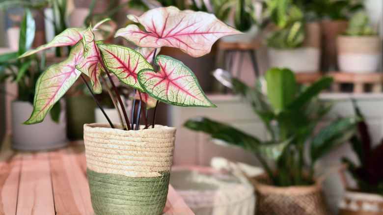 potted caladium on shelf indoors