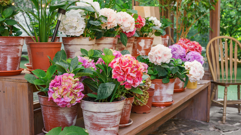 Potted pink, white, and purple hydrangeas on a shelf in a greenhouse.