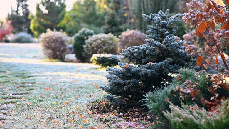 A garden in early winter with several small shrubs adorned with white frost.