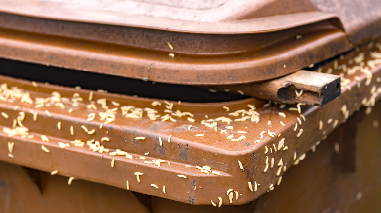 Maggots on a trash can