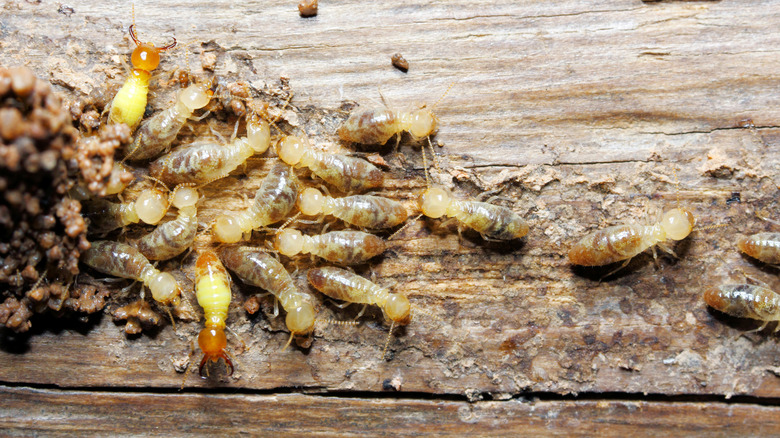 Termites eating wood 