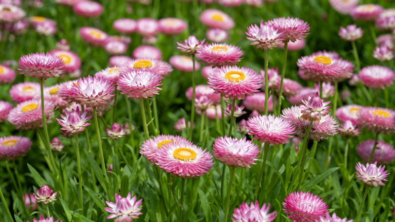 Pink strawflowers in garden