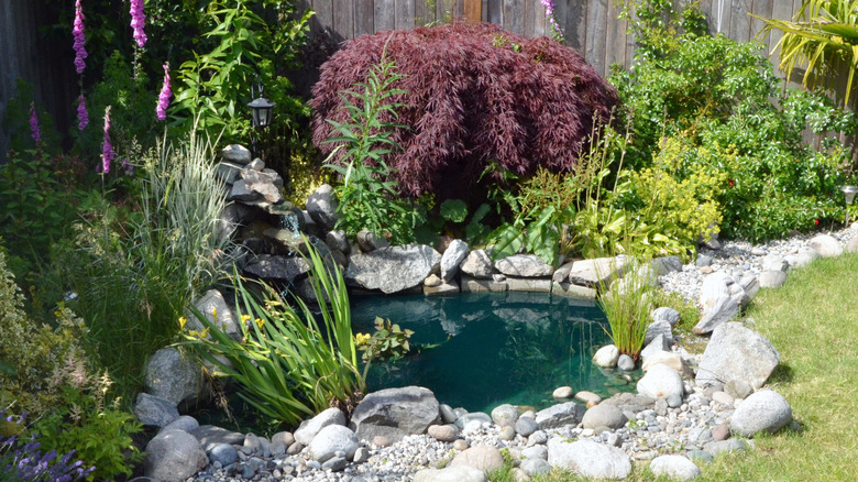 Water pond in backyard
